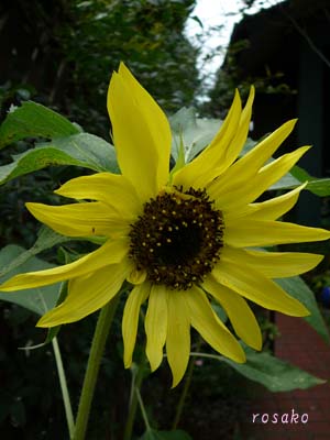 梅雨明けはまだだけど夏の花♪_f0059818_2392161.jpg