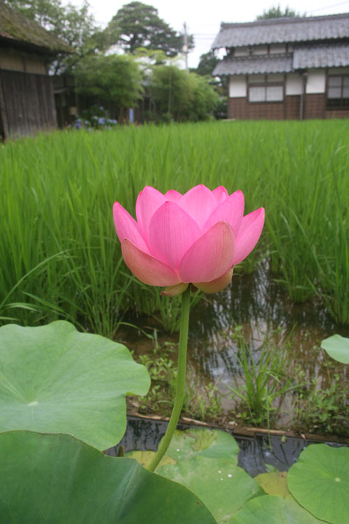 田んぼの方の大賀ハスも咲きました_e0135219_12314683.jpg