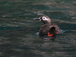 天売島～ちょびっと道北探鳥レポート　その２_f0191924_1143272.jpg