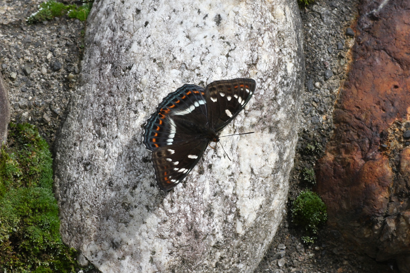 d0054625_142290.jpg