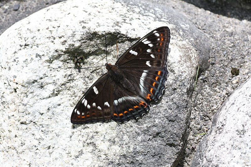 d0054625_15325891.jpg