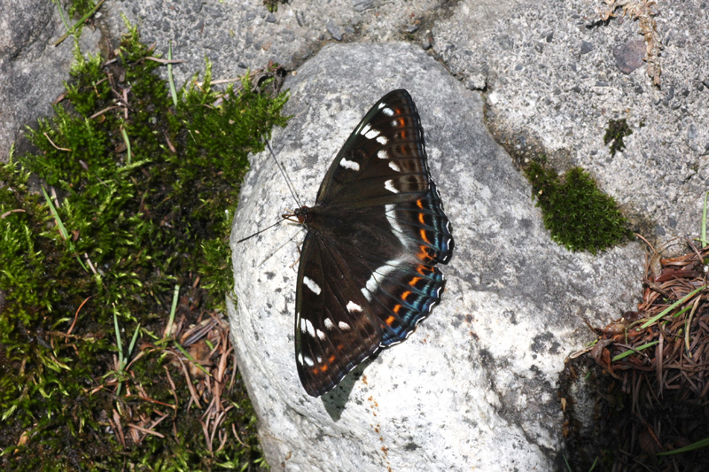 d0054625_1538249.jpg