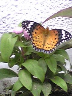 e0119327_117529.jpg