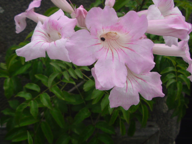 e0016828_1672412.jpg