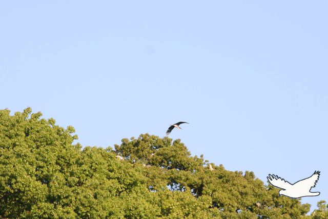 f0050132_10112723.gif