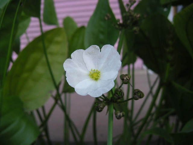 c0127933_8463525.jpg