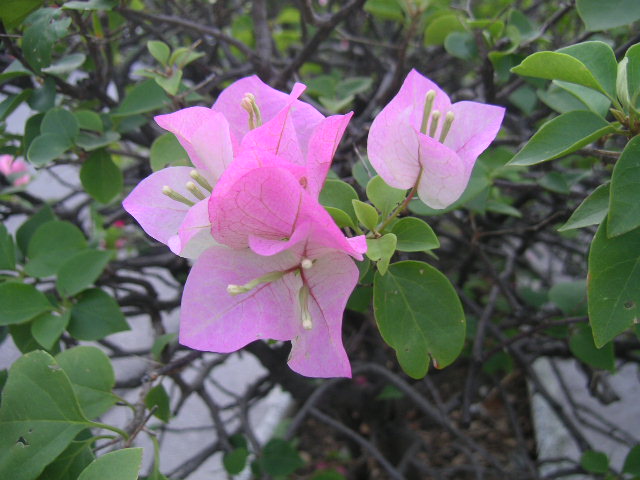 c0127933_8521999.jpg