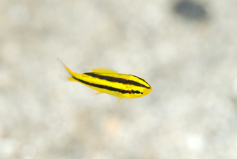 ヌシ_b0186442_18535433.jpg