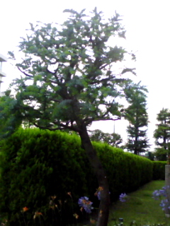 090712 「初蝉」聞きました_f0164842_18554072.jpg