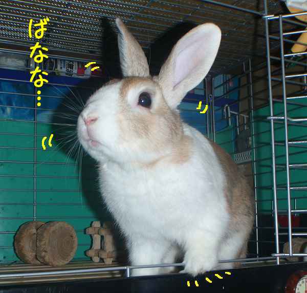我が家はバナナはngで びーち はうす 我が家はバナナはngで びーち はうす
