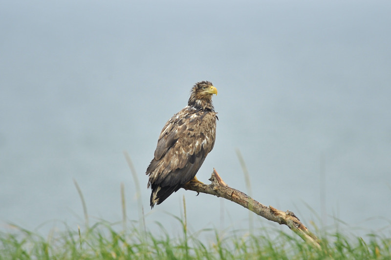 北海道の鳥たち オジロワシ Birding In Japan