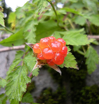 7月12日 赤城山 赤い実 花ねこ日記