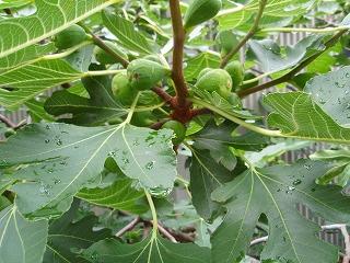 雨の似合う花　京都山科　勧修寺にて　その２_e0004756_20103452.jpg