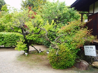 雨の似合う花　京都山科　勧修寺にて　その２_e0004756_743151.jpg