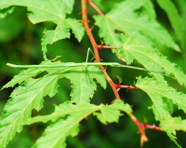 e0035757_16405129.jpg