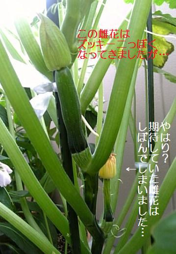 ベランダ菜園日誌_c0115560_10305396.jpg