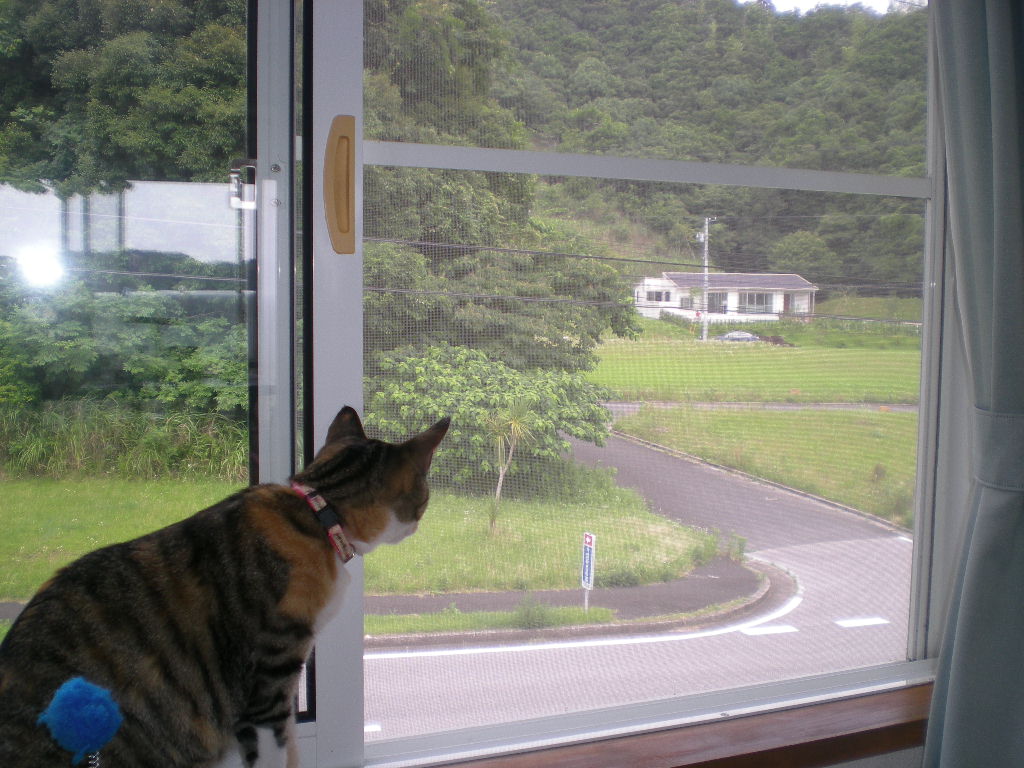 2009年7月12日(日)久し振りの朝焼け!_f0060461_19265069.jpg