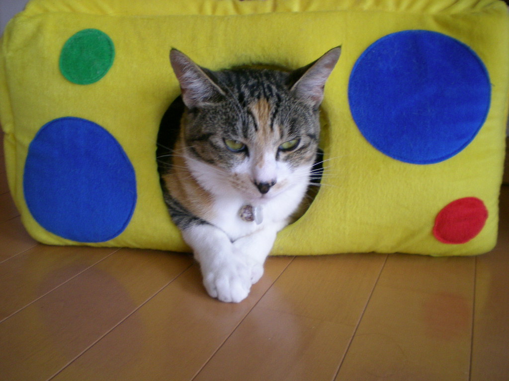 2009年7月12日(日)久し振りの朝焼け!_f0060461_19285634.jpg