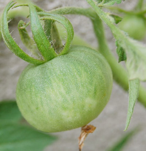 Stupice Tomato_f0098862_061192.jpg