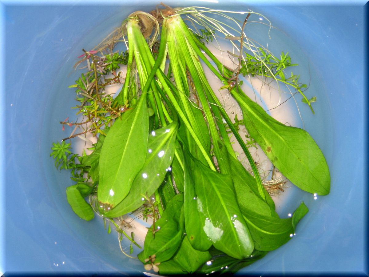 漬けました 水草水槽創造堂