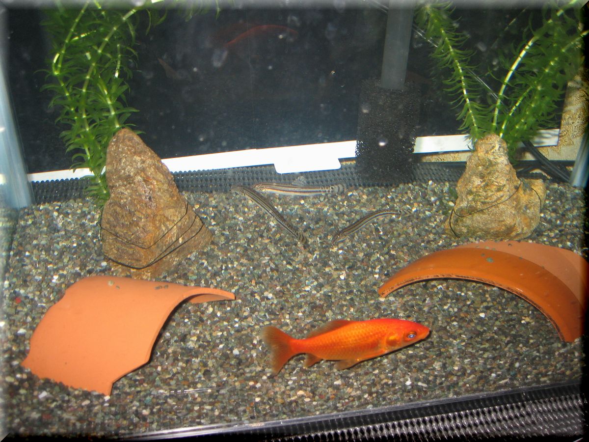 漬けました 水草水槽創造堂