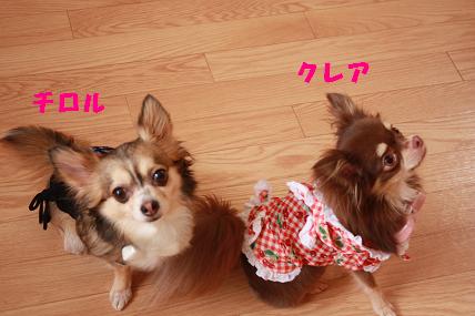 犬友_c0174077_22291250.jpg