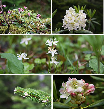 蓼科坪庭の花たち_b0115497_15394970.jpg