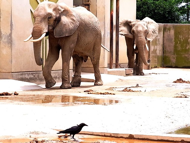 リアル動物園　　ゾウ_b0167997_19523424.jpg