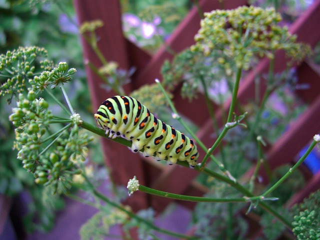 c0125702_1447561.jpg