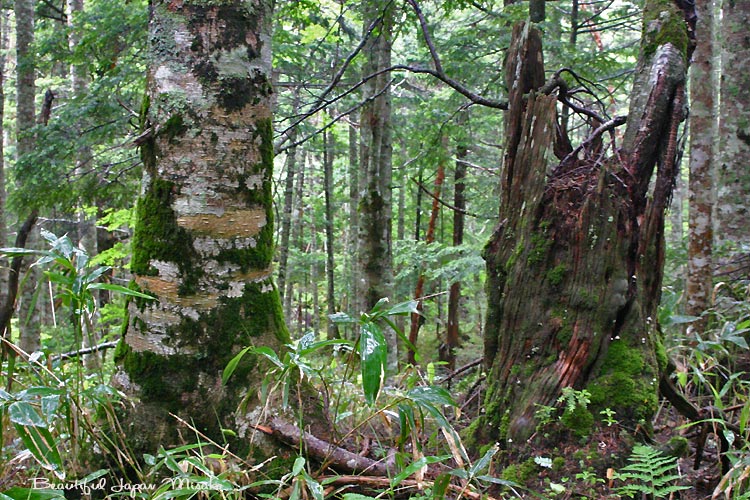 c0067206_14172821.jpg