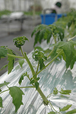 b0178923_1827523.gif