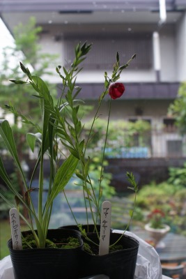 f0170524_14253579.jpg
