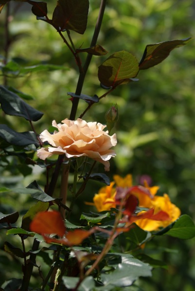 f0170524_14331980.jpg
