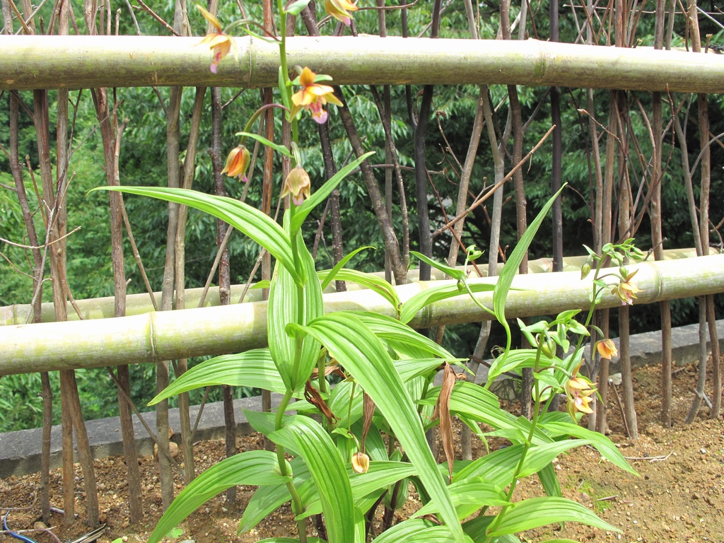 カキラン_f0192924_20545860.jpg