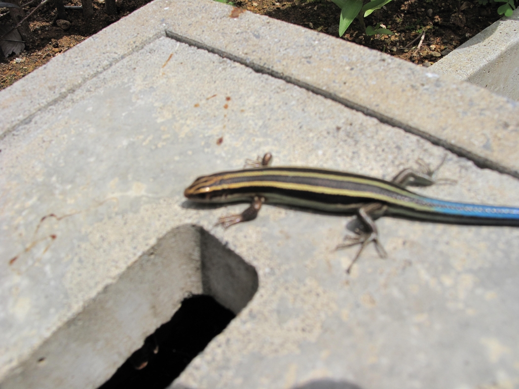 カキラン_f0192924_2144649.jpg