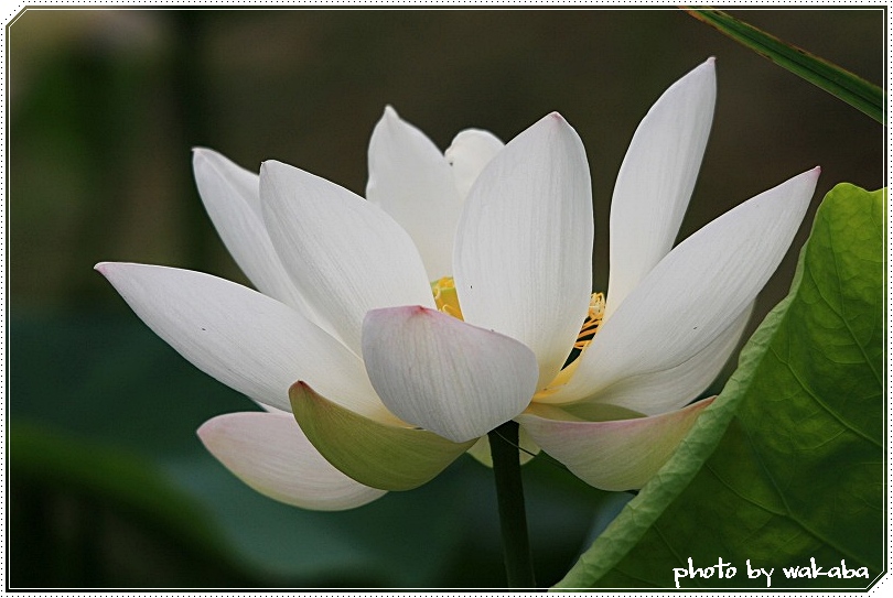 白い蓮の花が咲いていました 自然のキャンバス