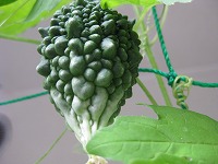 f0174939_20443112.jpg