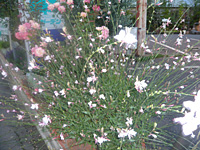 a0137240_581482.jpg