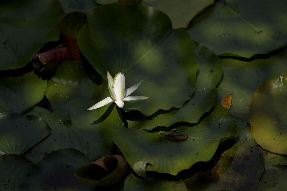 マネの池  安芸郡芸西村_a0078341_21183098.jpg