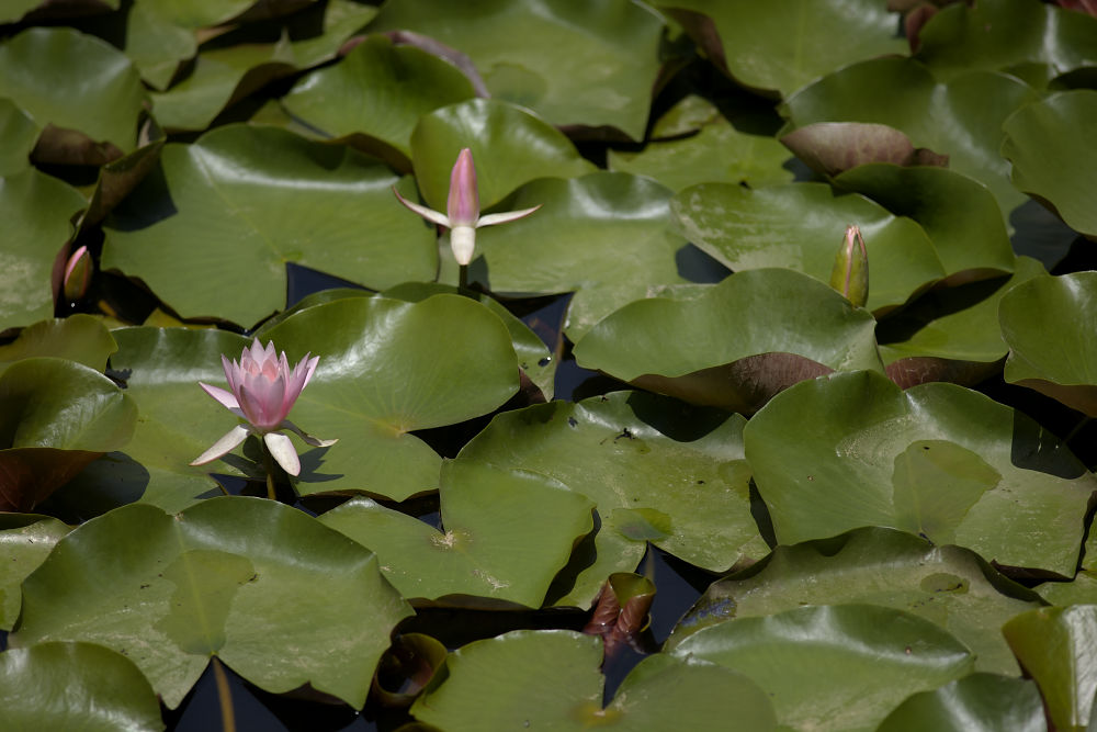 マネの池  安芸郡芸西村_a0078341_2118872.jpg