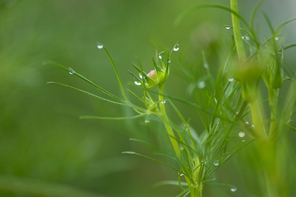 ★雨上がりの朝　２_b0023047_5413688.jpg