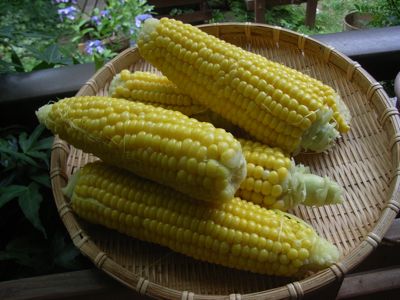 味来ようやく収穫_c0063348_64384.jpg