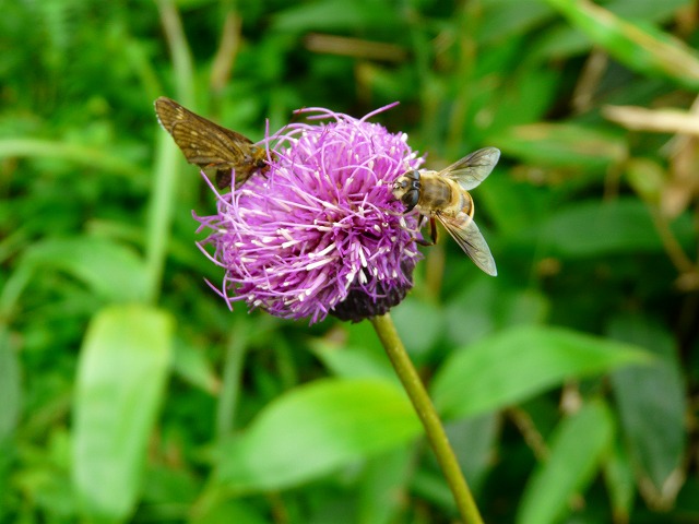 アザミの花～_d0041158_18113835.jpg