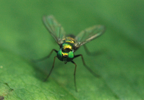 ベランダの花につく虫たち 私の見た自然