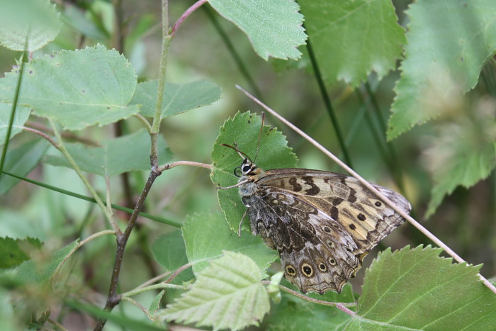 上高地　～　花と小さな生き物　～_f0148762_20353866.jpg