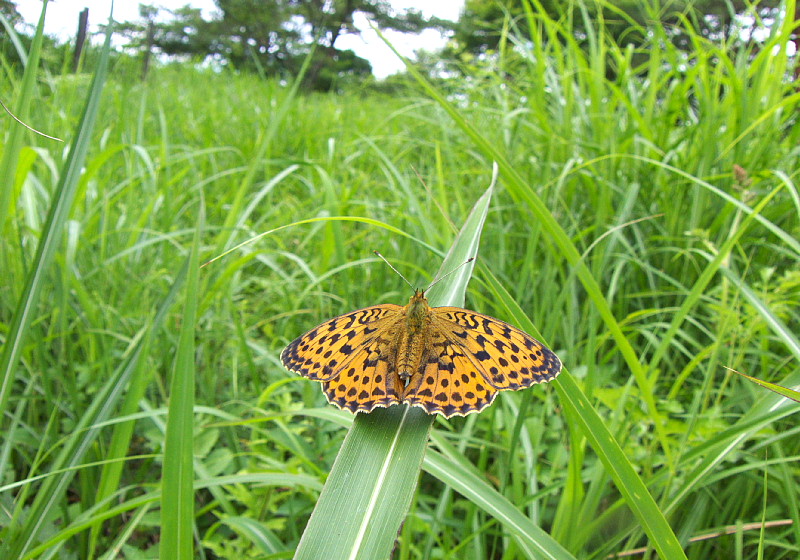 ヒョウモンチョウ撮影（ついでにアイノも）_f0031682_19375598.jpg