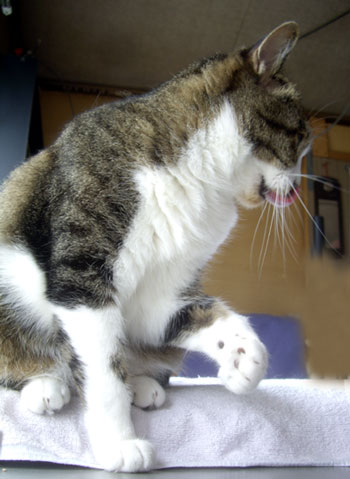 猫の天気予報 雨のち晴れのち大嵐？_a0136293_19104085.jpg