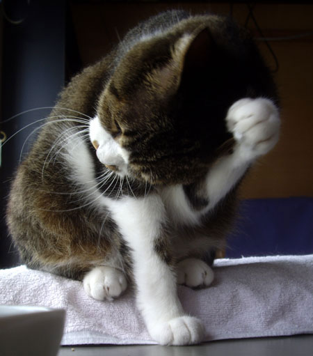 猫の天気予報 雨のち晴れのち大嵐？_a0136293_199362.jpg