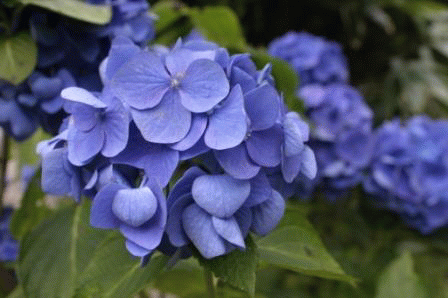 c0034595_19432637.gif