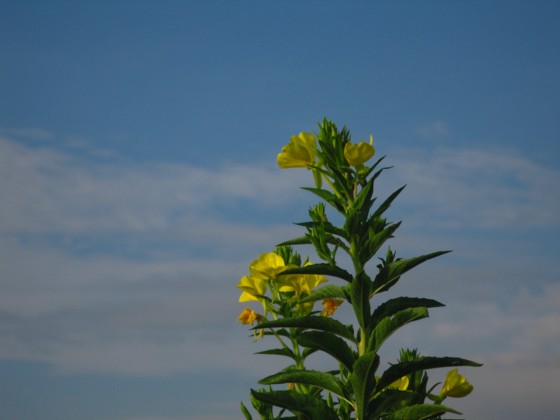 一輪の花、今日も暑くなりそう　　　　０９/０７/１４_d0048812_10304739.jpg